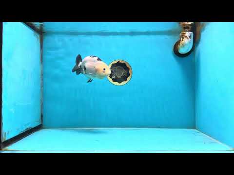 A Grade Calico Chinese Ranchu Female 4.5-5 inches #112125RC_16