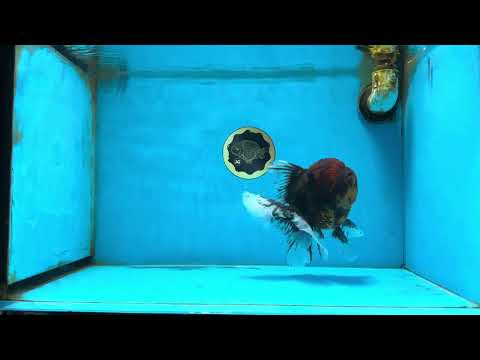 A Grade Tiger Oranda Male 6 inches #082925OR_11