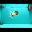 A Grade Red White Oranda Male 5.5-6 inches #102326OR_12