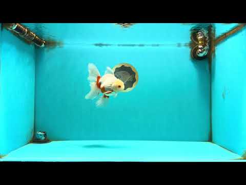 A Grade Red White Oranda Male 5.5-6 inches #102326OR_12