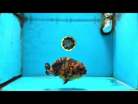 A Grade Tiger Strong Body Structure LionKing 5.5 inches #101725LC_22