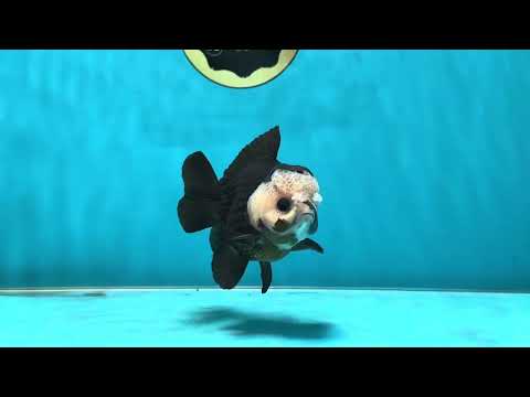 AAA Grade Pompom Panda Button Eyes Yuanbao Male 4 inches #050925YB_25