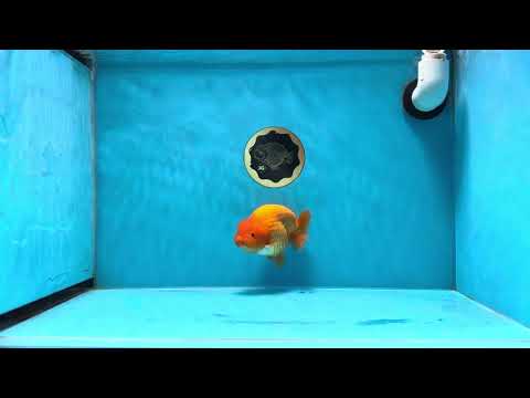 A Grade Scarlet Glow Red LionKing 4.5 inches #020725LC_09