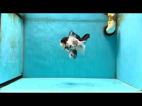 Cutie Face Panda Oranda Male 4.5-5 inches #042525OR_10