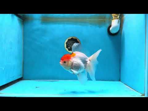 A Grade Red White Oranda Female 6 inches #071125OR_06