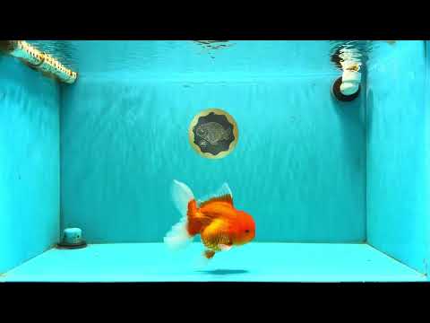 A Grade Red Oranda Male 5.5 inches #070626OR_21
