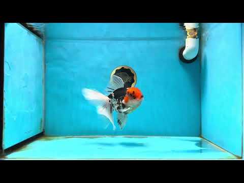 AAA Grade Tricolor Oranda Male 5.5 inches #031425OR_14