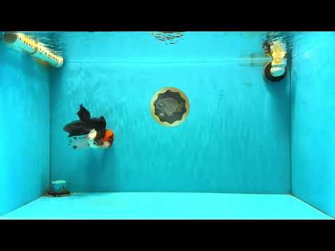 LAVA Tricolor Oranda Male 5 inches #040326OR_18