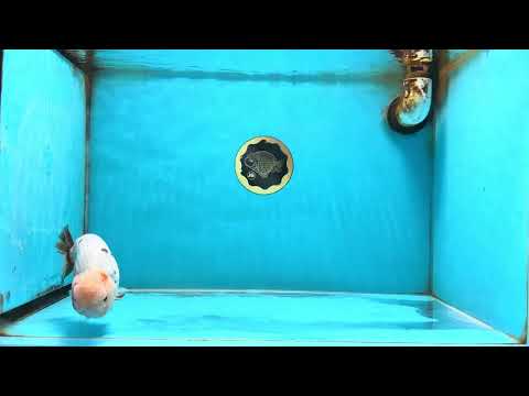 A Grade Calico LionKing 4.5-5 inches #121925LC_09