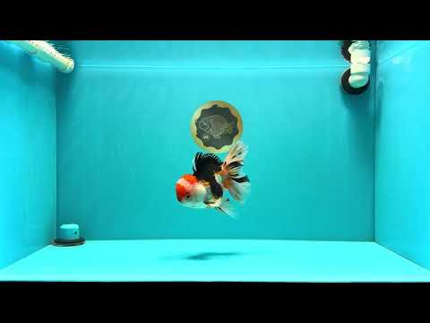 A Grade Tricolor Oranda Male 5.5 inches #032026OR_13