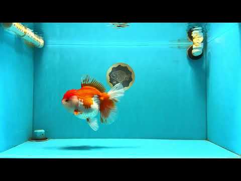 JUMBO AAA Grade Red White Oranda Female 7 inches #040326OR_22