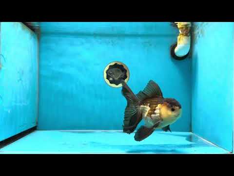 A Grade Tricolor Oranda Male 5-5.5 inches #041125OR_06