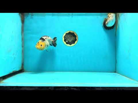 A Grade Milk Cow Ranchu Female 5 inches #101025RC_12