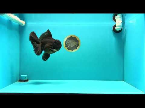 AAA Grade Godzilla Black Copper Oranda Male 7 inches #032026OR_01