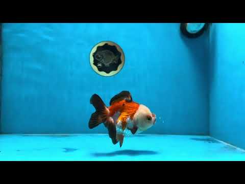 Tricolor Yuanbao Female 4 inches #111425YB_01