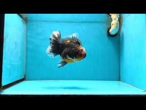 AAA Grade Kirin Oranda Male 6 inches #053025OR_26