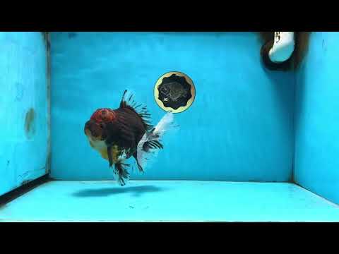 A Grade Calico Kirin Oranda Female 6 inches #091225OR_12