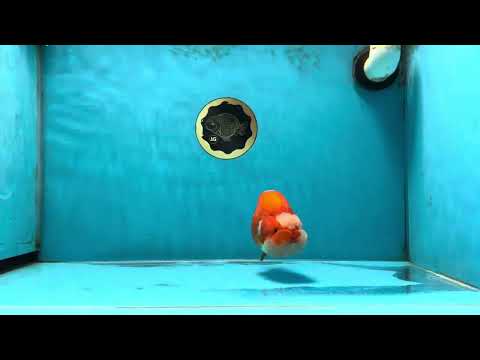 AAA Grade Egg-Shaped Red White LionQueen 4-4.5 inches #041825LC_01