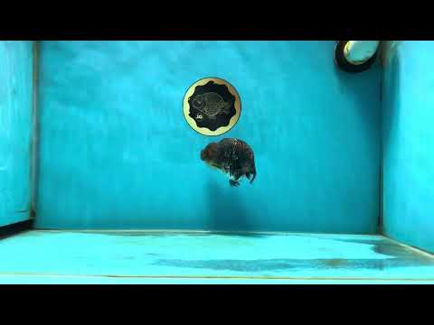 A Grade High Back Blue Kirin LionQueen 3.5-4 inches #050925LC_07