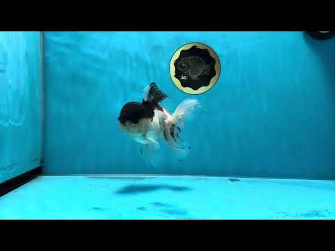 A Grade Panda Oranda Male 4.5-5 inches #032125OR_10