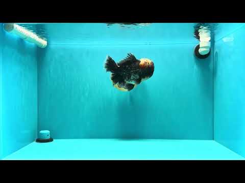 AAA Grade Godzilla Jade Head Blue Kirin Oranda Male 6.5-7 inches #030626OR_08