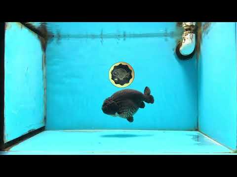 AAA Grade Black Strong Body Structure LionQueen 5.5 inches #101725LC_21