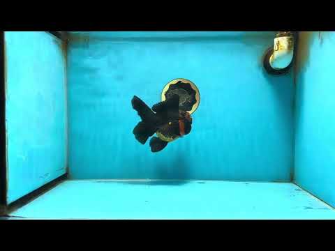 A Grade Apache Oranda Male 5 inches #081525OR_22