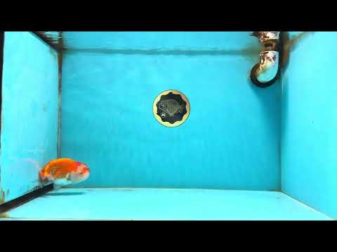 A Grade Red White LionQueen 4 inches #112825LC_09