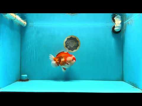 RED HEART A Grade Red White Yuanbao Male 6 inches #032726YB_05