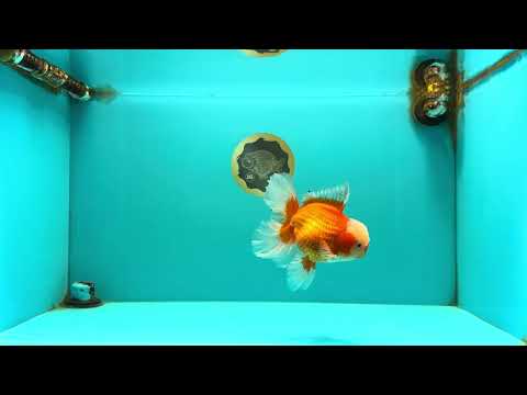 A Grade Red White Oranda Male 6 inches #100926OR_22