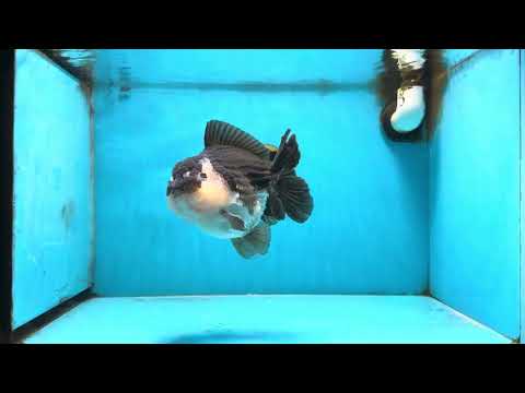 AAA Grade Panda Yuanbao Male 6 inches #091225YB_01