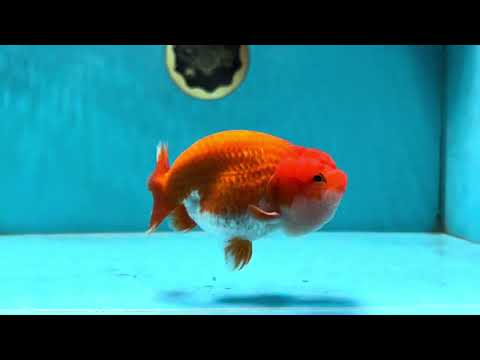 AAA Grade Red White LionKing 4-4.5  inches #053025LC_11