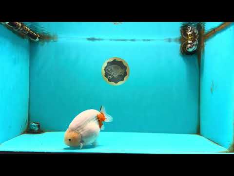 AAA Grade Sakura Ranchu Female 5.5-6 inches #102326RC_02
