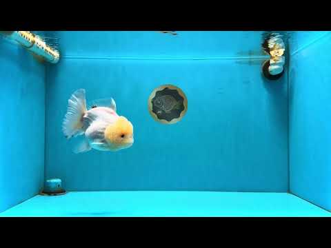 BEAUTY A Grade Red White Oranda Female 5.5 inches #040326OR_06