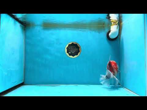 A Grade Sakura Oranda Female 5-5.5 inches #071125OR_11