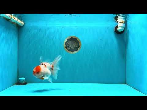 A Grade Tancho Sakura Oranda Male 5.5-6 inches #070626OR_15