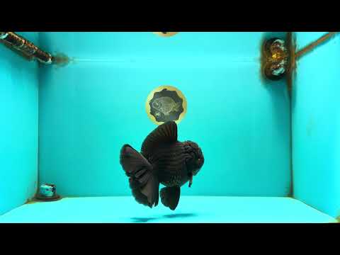 GODZILLA AAA Grade Black Oranda Male 6.5-7 inches #101626OR_18