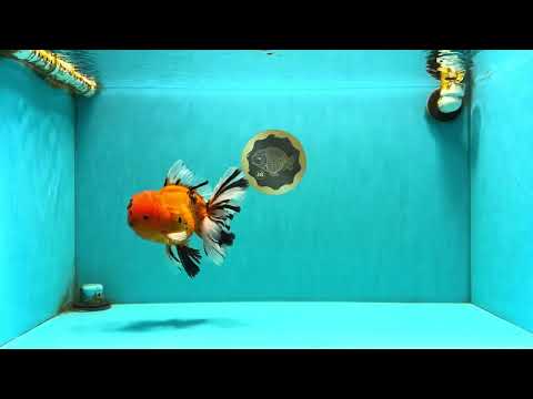 CHUNKY AAA Grade Tiger Oranda Male 6.5 inches #071726OR_27