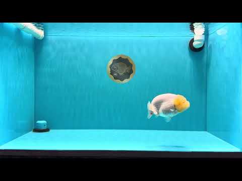 A Grade Dragon Lemonhead  LionQueen 4.5 inches #022726LC_28