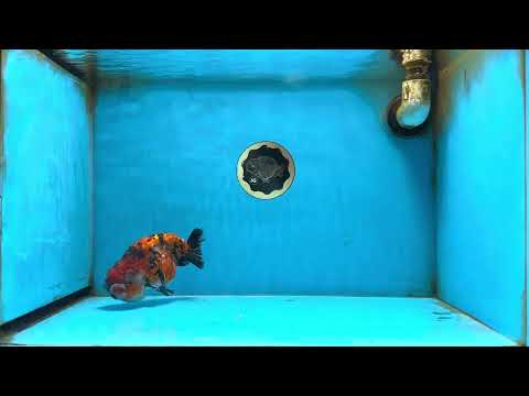 AAA Grade Special Tricolor Tiger LionQueen 5.5 inches #082225LC_01