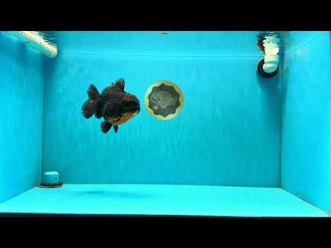 A Grade Dark Kirin Yuanbao Male 5 inches #032026YB_18