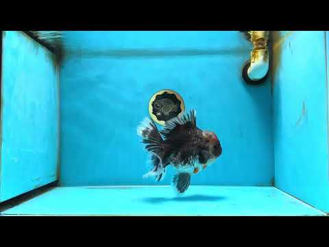 AAA Grade Calico Kirin Oranda Female 6 inches #080825OR_14