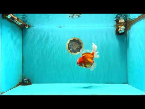 A Grade Red White Oranda Male 6.5 inches #090426OR_14