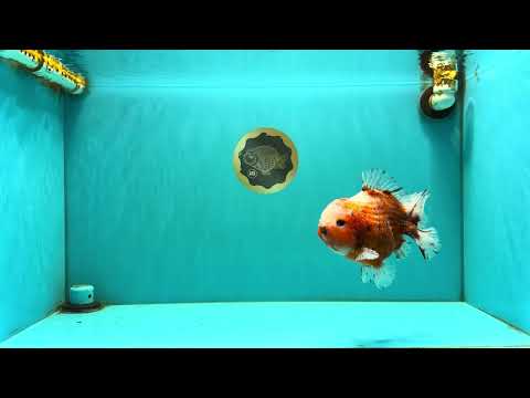 UNIQUE A Grade Sakura Oranda Male 5.5-6  inches #042426OR_14