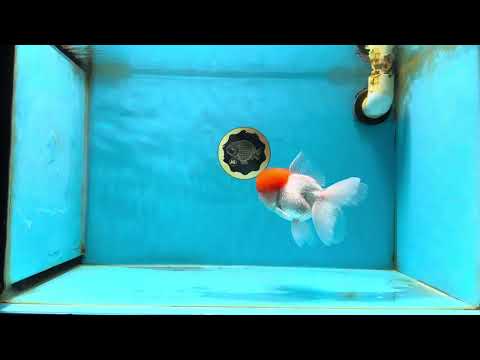 A Grade Red Cap Oranda Male 4.5-5 inches #050925OR_46