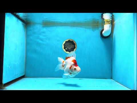 A Grade Kohaku Ryukin Red White Female 5 inches #070425RK_03