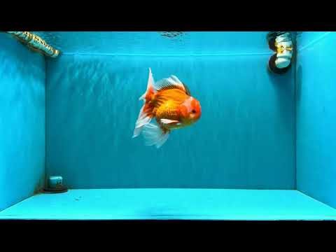 A Grade Red White Oranda Male 6 inches #071726OR_25