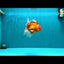A Grade Red White Oranda Male 6 inches #071726OR_25