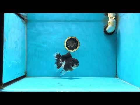 Panda Oranda Female 5-5.5 inches #053025OR_29