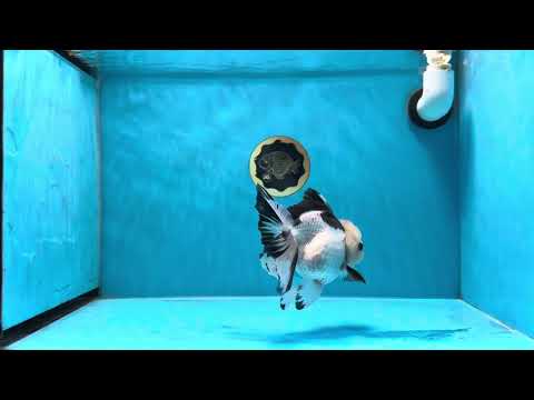 A Grade Panda Button Eyes Oranda Female 5.5 inches #020725OR_15